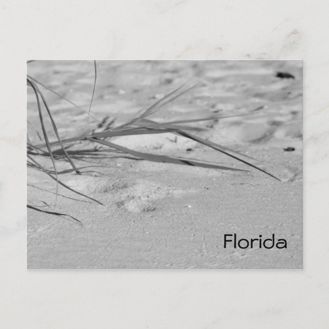 Florida Sand Vykort (Framsida)