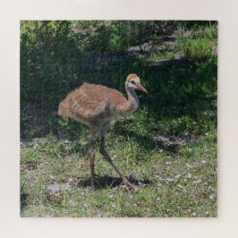Florida Sandhill Crane Juvenile Baby Bird Bild Pussel