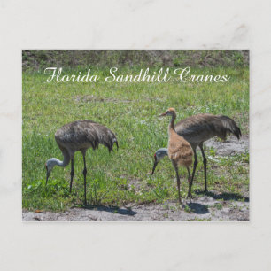 Florida Sandhill Cranes Family Nature Photograph Vykort