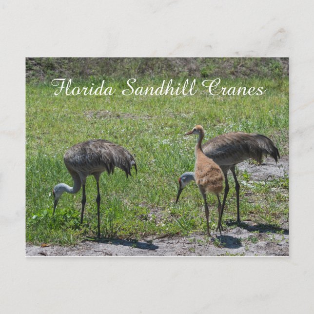 Florida Sandhill Cranes Family Nature Photograph Vykort (Framsida)