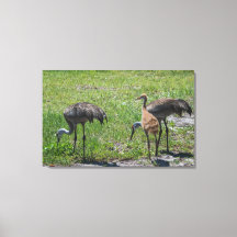 Florida Sandhill Cranes Nature Photograph