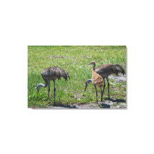 Florida Sandhill Cranes Nature Photograph