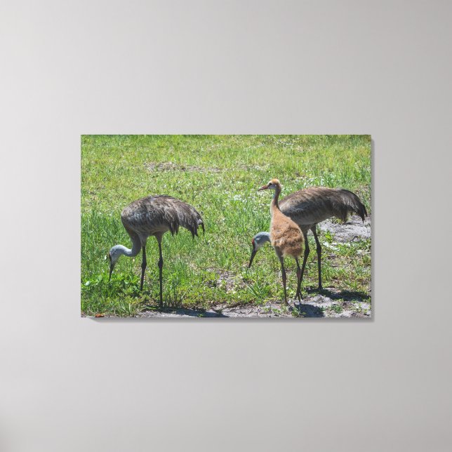Florida Sandhill Cranes Nature Photograph Canvastryck (Framsida)