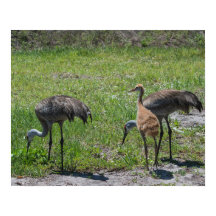 Florida Sandhill Cranes Nature Photograph
