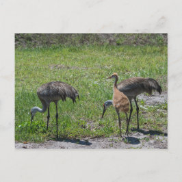 Florida Sandhill Cranes Nature Photograph Vykort