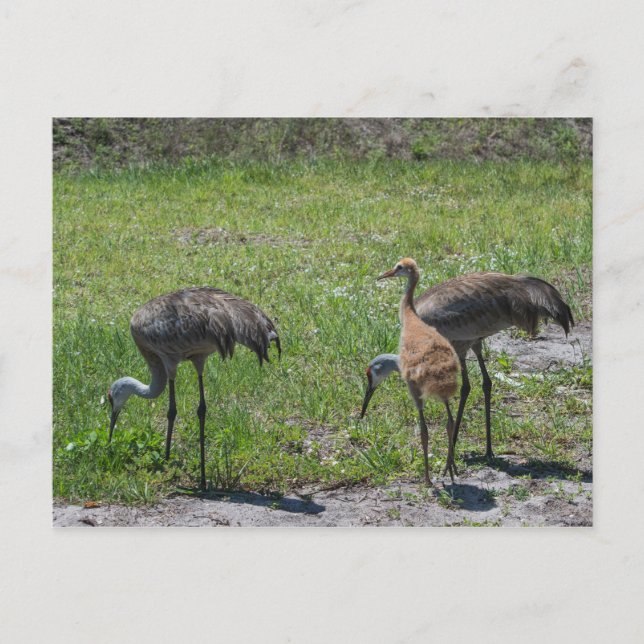 Florida Sandhill Cranes Nature Photograph Vykort (Framsida)