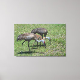 Florida Sandhill Cranes Walking in Grönt Fält Canvastryck