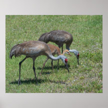 Florida Sandhill Cranes Walking in Grönt Fält