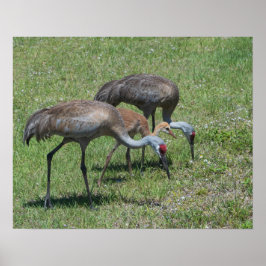 Florida Sandhill Cranes Walking in Grönt Fält Poster
