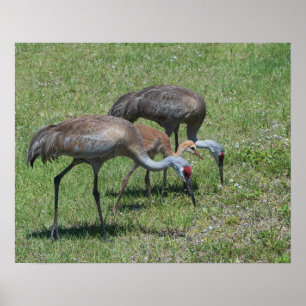 Florida Sandhill Cranes Walking in Grönt Fält Poster