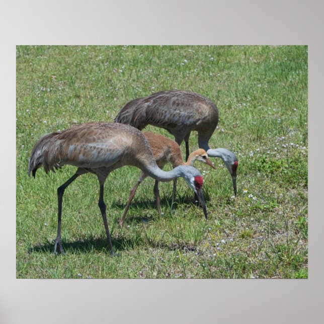 Florida Sandhill Cranes Walking in Grönt Fält Poster (Framsidan)