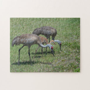 Florida Sandhill Cranes Walking in Grönt Fält Pussel