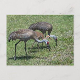 Florida Sandhill Cranes Walking in Grönt Fält Vykort