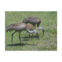Florida Sandhill Cranes Walking in Grönt Fält
