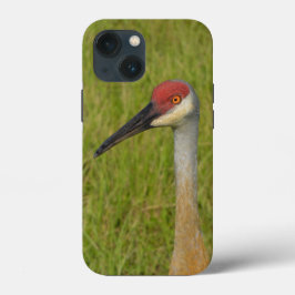Florida Sandhilll Crane Bird Wildlife Photography