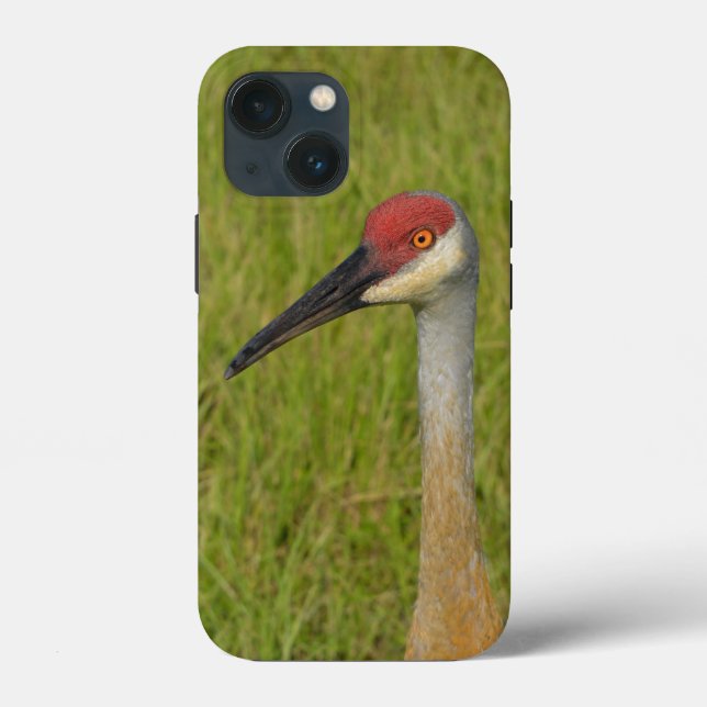 Florida Sandhilll Crane Bird Wildlife Photography (Baksida)