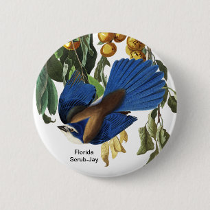 Florida SCrub-Jay, John James Audubon, Sällsyntet Knapp