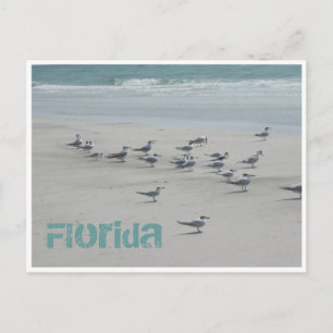 Florida Sea Birds Vykort