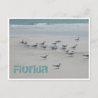 Florida Sea Birds Vykort