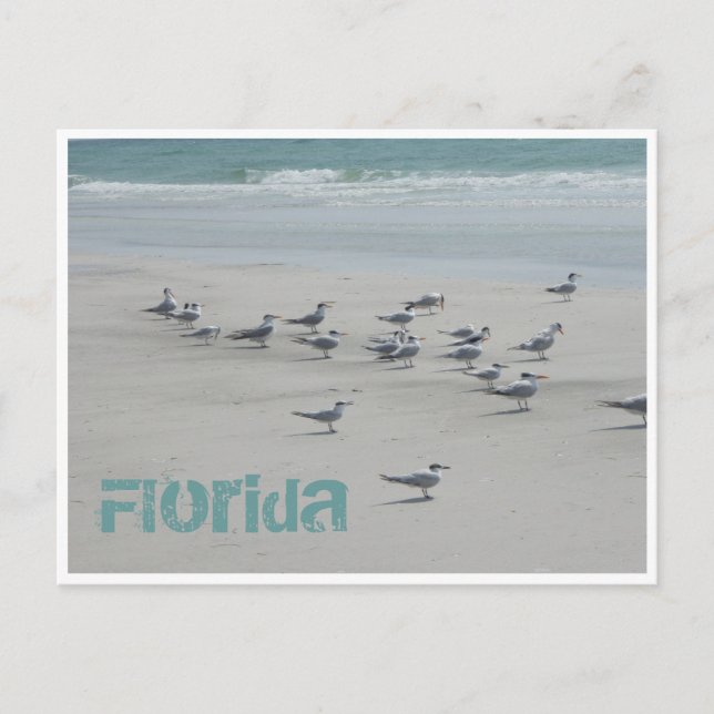 Florida Sea Birds Vykort (Framsida)