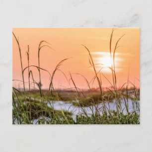 Florida Sea Oats Sunrise-kort Vykort