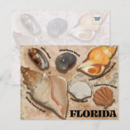 Florida Seashell Postcard Vykort
