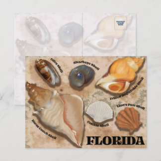 Florida Seashell Postcard Vykort