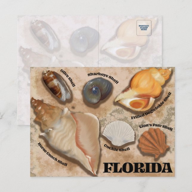 Florida Seashell Postcard Vykort (Fram/baksida)