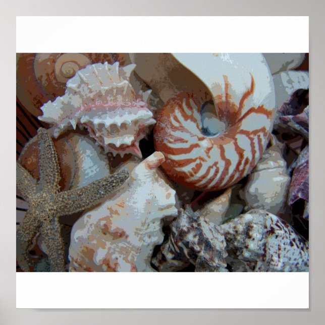 Florida Seashells Poster (Framsidan)