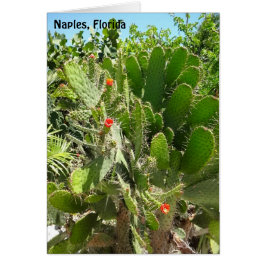 Florida Semaphore Cactus Neaples Botanical Garden OBS Kort