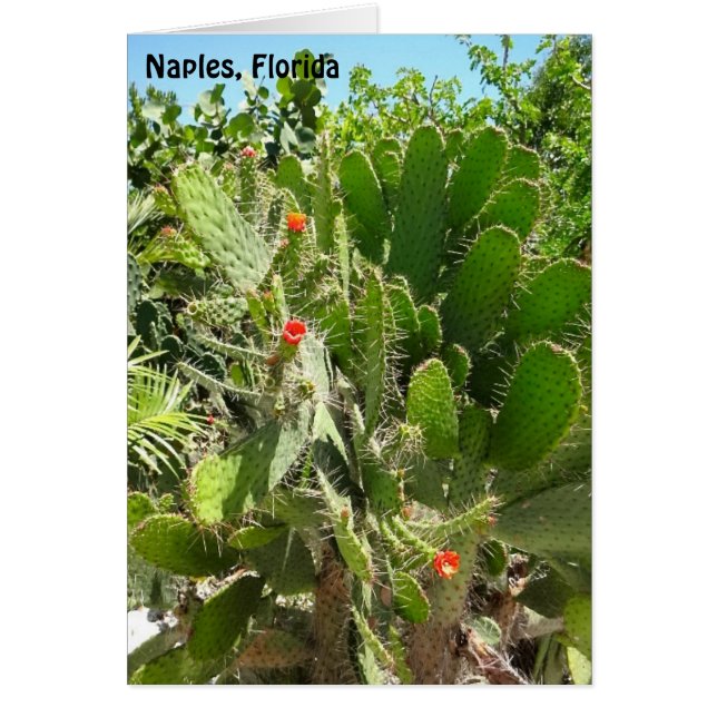 Florida Semaphore Cactus Neaples Botanical Garden OBS Kort (Framsidan)