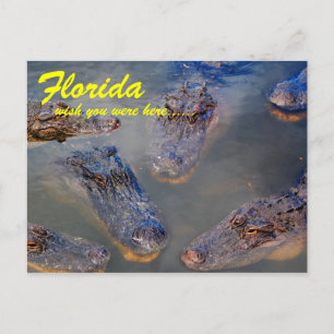 Florida simhål vykort