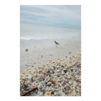 Florida-Snäckorna på Beach Fototryck