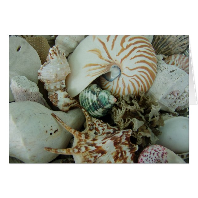 Florida Snäckors Hälsningskort (Framsidan Horizontal)