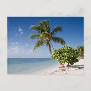 Florida - Sombrero-vykort för strand Vykort