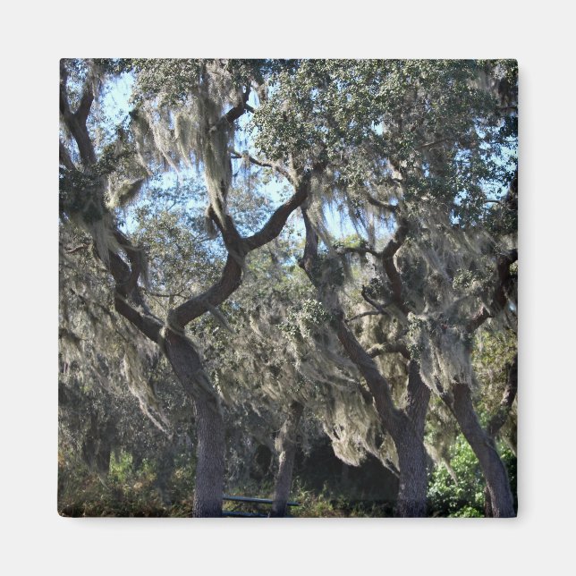 Florida Spain Moss Magnet (Framsidan)