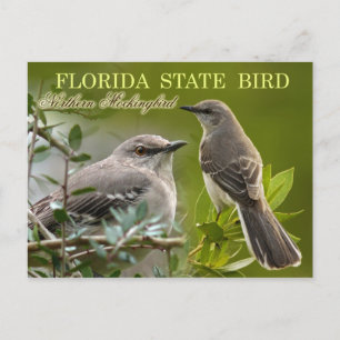Florida State Bird - Mockingbird Vykort