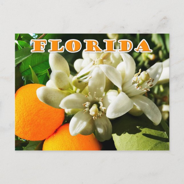 Florida State Flower: Blommarna Orange Vykort (Framsida)