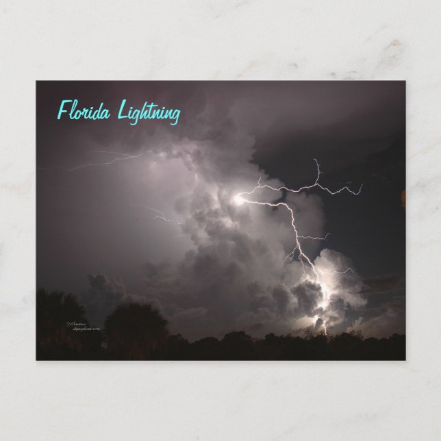 Florida Storm Lightning Postcard Vykort (Framsida)