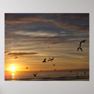 Florida strandsolnedgång med fåglar poster