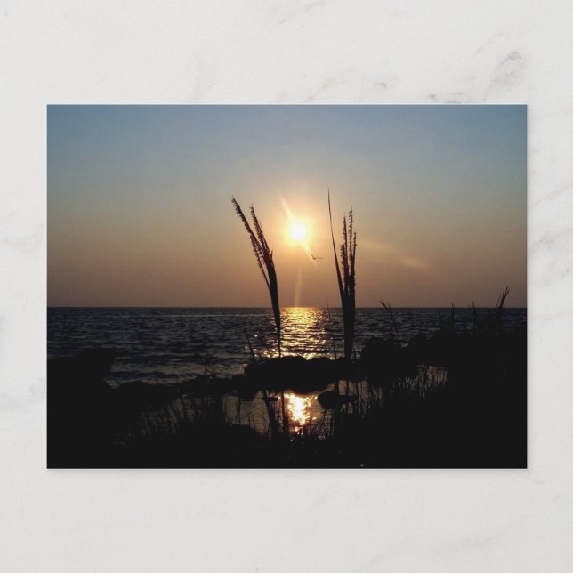 Florida Sunset Vykort (Framsida)