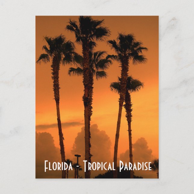 Florida Tropical Paradise Sunset Postcard Photo Vykort (Framsida)