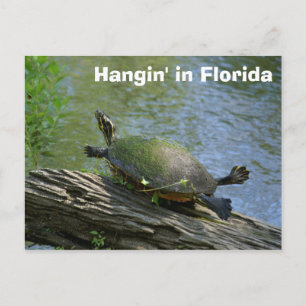 Florida Turtle-vykort Vykort