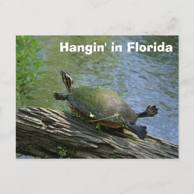 Florida Turtle-vykort Vykort (Framsida)