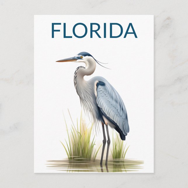 Florida Underbar Blue Heron Bird Travel Vykort (Framsida)