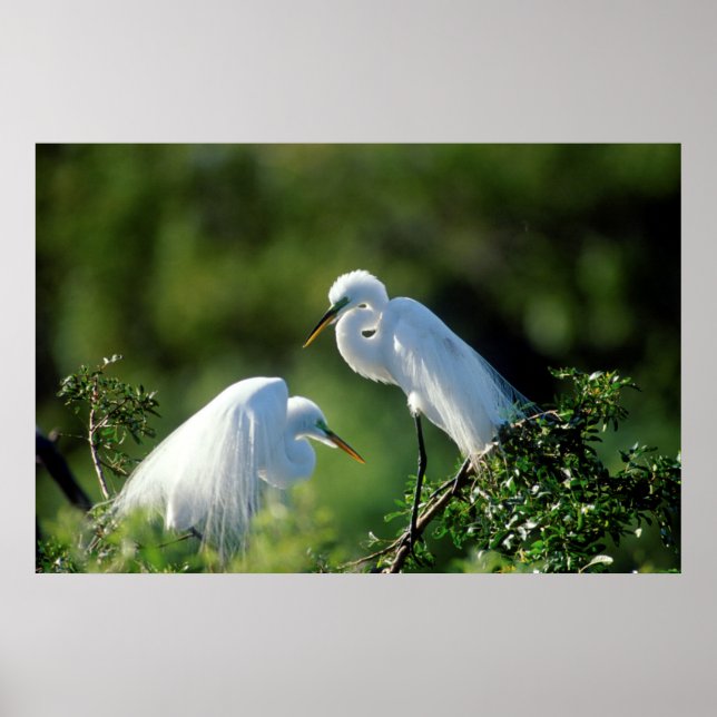 Florida, Venedig, Audubon Sanctuary, Common Egret Poster (Framsidan)