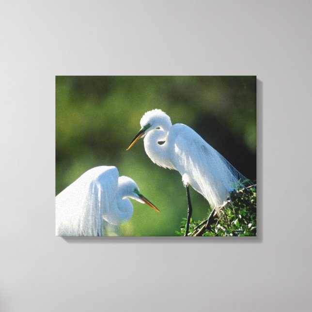 Florida, Venedig, Audubon Sanctuary, Sillgarderob  Canvastryck (Framsida)
