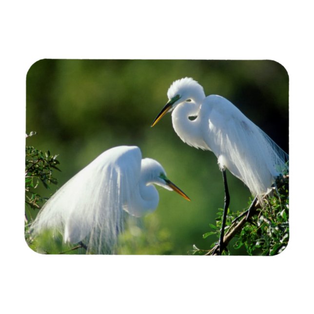 Florida, Venedig, Audubon Sanctuary, Sillgarderob  Magnet (Horisontell)