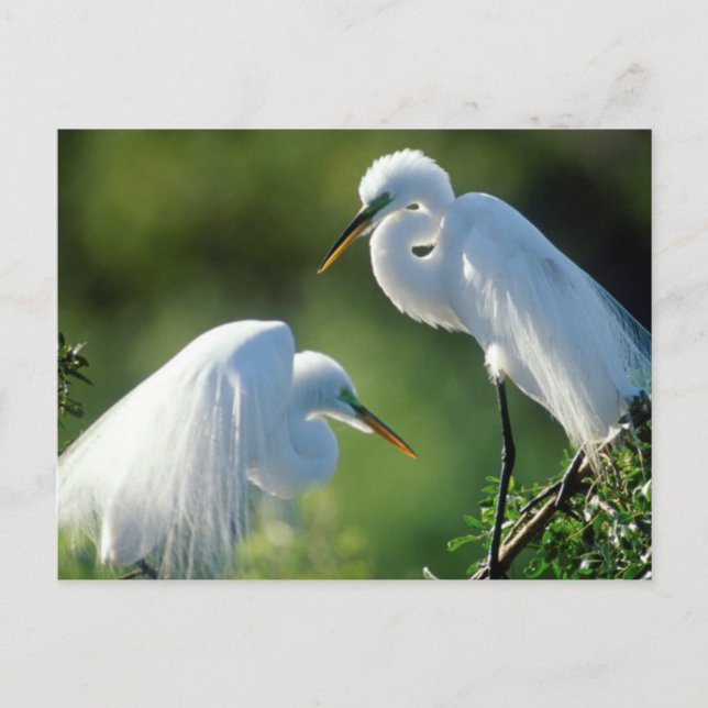 Florida, Venedig, Audubon Sanctuary, Silltrana Vykort (Framsida)