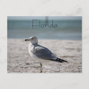 Florida Vykort